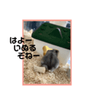 ハムオ すたんぷ（個別スタンプ：16）