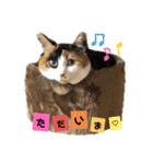 にゃんず（るーちゃん・エルサ・ロジャー）（個別スタンプ：4）