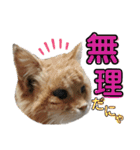 にゃんず（るーちゃん・エルサ・ロジャー）（個別スタンプ：10）