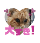 にゃんず（るーちゃん・エルサ・ロジャー）（個別スタンプ：14）