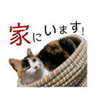 にゃんず（るーちゃん・エルサ・ロジャー）（個別スタンプ：18）