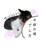 にゃんず（るーちゃん・エルサ・ロジャー）（個別スタンプ：25）