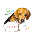 ビーグル犬ノエル2（個別スタンプ：2）