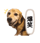 ビーグル犬ノエル2（個別スタンプ：7）