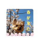 蓮杏スタンプ～我が家の愛犬～（個別スタンプ：1）