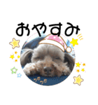 蓮杏スタンプ～我が家の愛犬～（個別スタンプ：3）