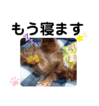 蓮杏スタンプ～我が家の愛犬～（個別スタンプ：4）