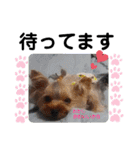 蓮杏スタンプ～我が家の愛犬～（個別スタンプ：6）
