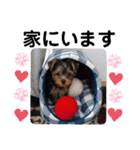 蓮杏スタンプ～我が家の愛犬～（個別スタンプ：7）