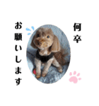 蓮杏スタンプ～我が家の愛犬～（個別スタンプ：10）