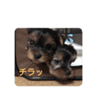 蓮杏スタンプ～我が家の愛犬～（個別スタンプ：11）