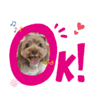 蓮杏スタンプ～我が家の愛犬～（個別スタンプ：12）