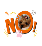 蓮杏スタンプ～我が家の愛犬～（個別スタンプ：13）