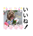 蓮杏スタンプ～我が家の愛犬～（個別スタンプ：15）