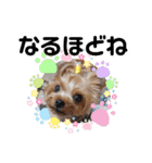 蓮杏スタンプ～我が家の愛犬～（個別スタンプ：16）