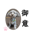 蓮杏スタンプ～我が家の愛犬～（個別スタンプ：19）