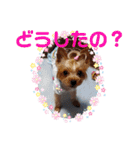 蓮杏スタンプ～我が家の愛犬～（個別スタンプ：22）
