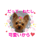 蓮杏スタンプ～我が家の愛犬～（個別スタンプ：23）
