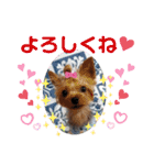 蓮杏スタンプ～我が家の愛犬～（個別スタンプ：40）