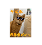 ちょいワルな茶太郎とみい子（個別スタンプ：1）