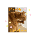ちょいワルな茶太郎とみい子（個別スタンプ：4）