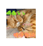 ちょいワルな茶太郎とみい子（個別スタンプ：5）