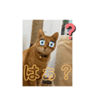 ちょいワルな茶太郎とみい子（個別スタンプ：6）