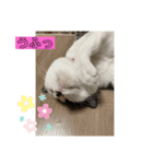 ちょいワルな茶太郎とみい子（個別スタンプ：8）