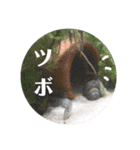 可愛いシマドジョウ9（個別スタンプ：1）
