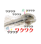 可愛いシマドジョウ9（個別スタンプ：3）
