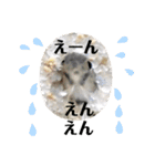 可愛いシマドジョウ9（個別スタンプ：5）