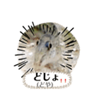 可愛いシマドジョウ9（個別スタンプ：6）