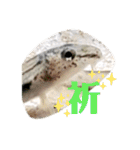 可愛いシマドジョウ9（個別スタンプ：9）