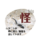 可愛いシマドジョウ9（個別スタンプ：13）