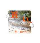 可愛いシマドジョウ9（個別スタンプ：31）