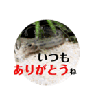 可愛いシマドジョウ9（個別スタンプ：33）