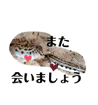 可愛いシマドジョウ9（個別スタンプ：40）