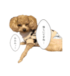 俺らの天使！とらのすけスタンプ（個別スタンプ：8）