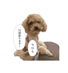 俺らの天使！とらのすけスタンプ（個別スタンプ：12）