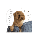 俺らの天使！とらのすけスタンプ（個別スタンプ：19）
