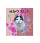 ワンちゃんとネコちゃんの写真スタンプ(2)（個別スタンプ：5）