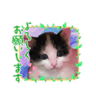 ワンちゃんとネコちゃんの写真スタンプ(2)（個別スタンプ：16）