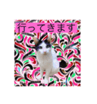 ワンちゃんとネコちゃんの写真スタンプ(2)（個別スタンプ：25）