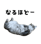 サバトラねこ、ルカの気持ち（個別スタンプ：1）