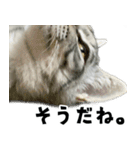 サバトラねこ、ルカの気持ち（個別スタンプ：2）