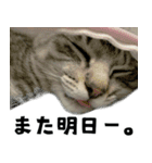 サバトラねこ、ルカの気持ち（個別スタンプ：3）