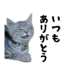 サバトラねこ、ルカの気持ち（個別スタンプ：5）