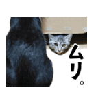 サバトラねこ、ルカの気持ち（個別スタンプ：6）