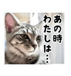 サバトラねこ、ルカの気持ち（個別スタンプ：7）