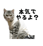 サバトラねこ、ルカの気持ち（個別スタンプ：8）